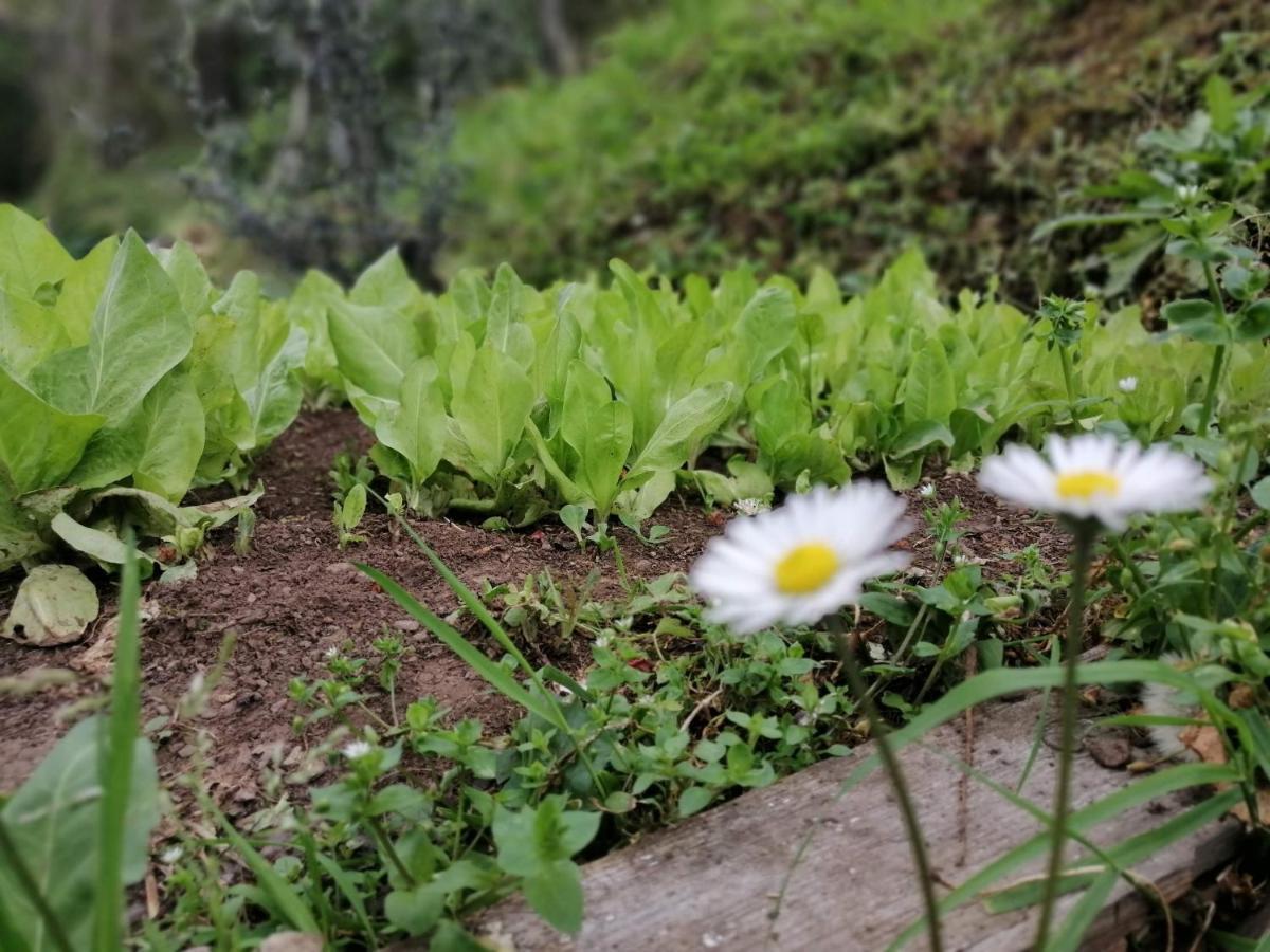 Il Metato Di Gallena Bed & Breakfast Stazzema Dış mekan fotoğraf